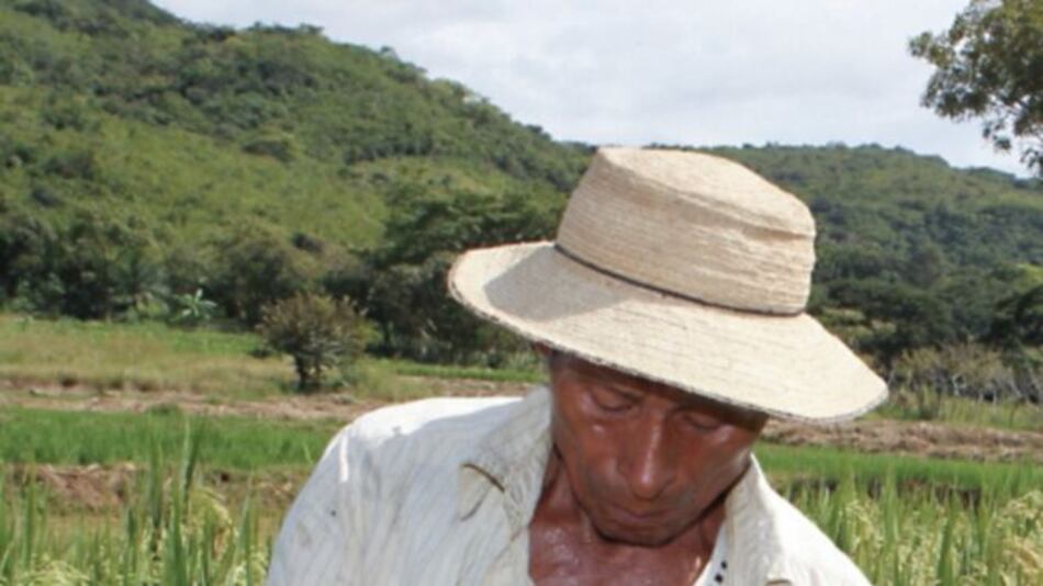 Arrancan reuniones para reactivar ley de fortificación de arroz