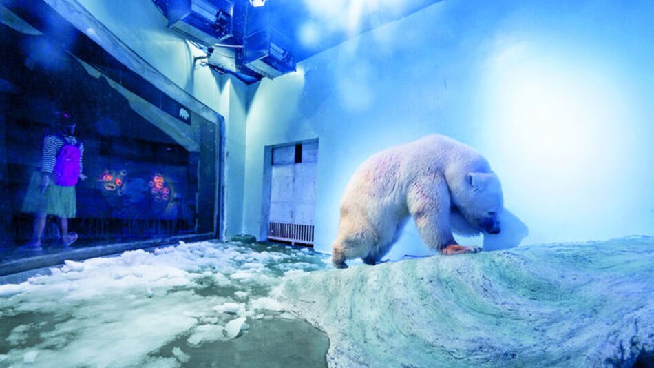 El oso polar más triste del mundo