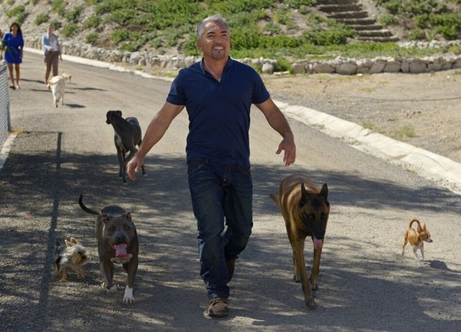 Demandan a César Millán, el 'encantador de perros', por ataque de pitbull