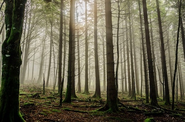 El niño que pasó 2 años escondido en un bosque para escapar de los nazis
