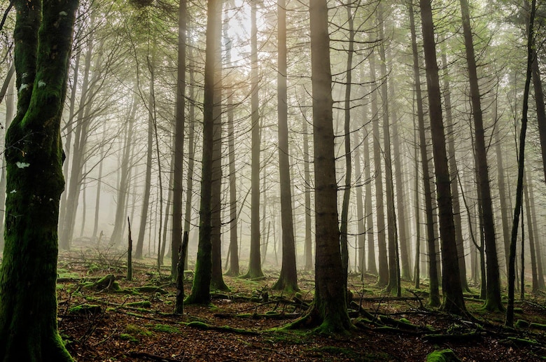 El niño que pasó 2 años escondido en un bosque para escapar de los nazis