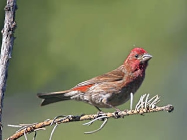 Las aves giran hacia el norte