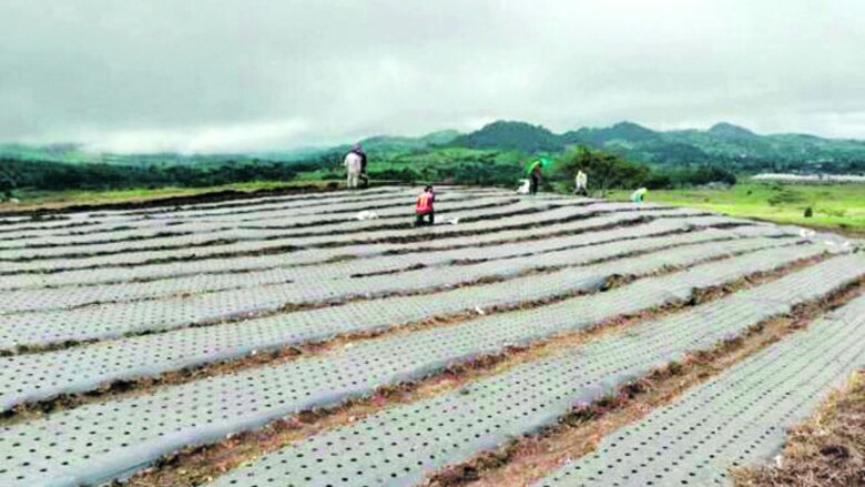 Cultivan cebolla en plástico