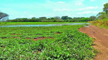 Reportan pérdida de sandía en Coclé