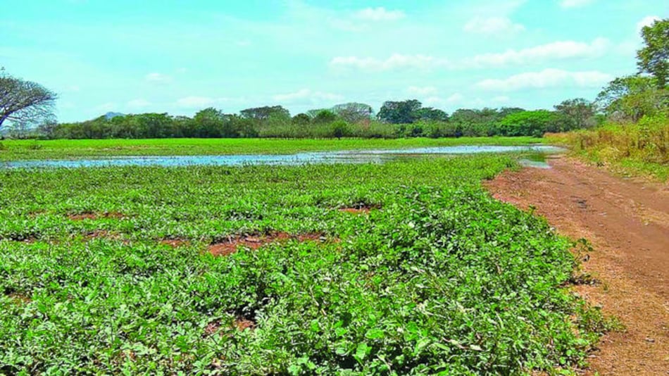Reportan pérdida de sandía en Coclé