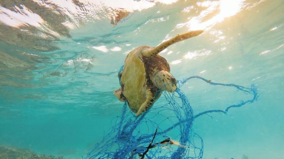 ‘Pesca fantasma’, el asesino silencioso de la vida marina
