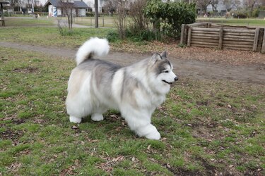 En Japón existe un lugar donde cualquiera puede convertirse en perro