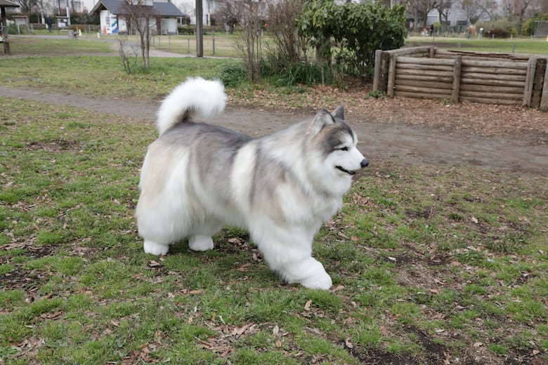 En Japón existe un lugar donde cualquiera puede convertirse en perro