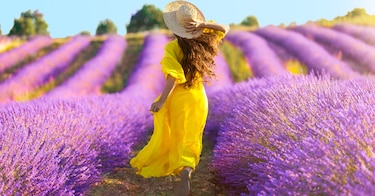 Lavanda, la reina de las aromáticas
