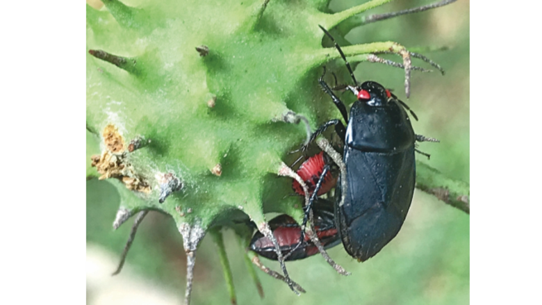 Insectos en busca de ‘likes’