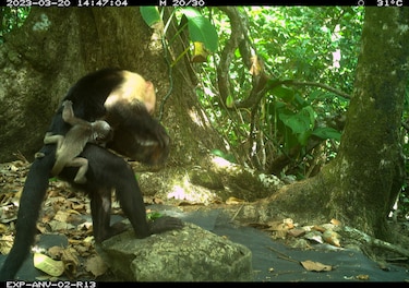 Monos capuchinos en Coiba protagonizan extraños secuestros de crías de otra especie