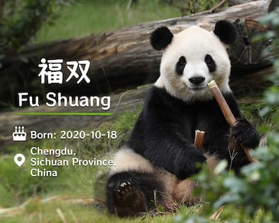Una pareja de pandas llega al zoo de Atlanta tras la cumbre de Trump y Xi