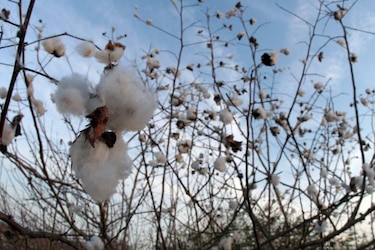 La semilla de algodón, una fuente de nutrientes para la alimentación humana