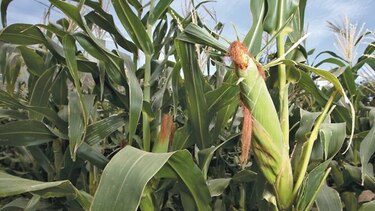 Tecnología para una agricultura sostenible