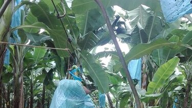 Mil trabajadores paralizan bananera en Bocas del Toro