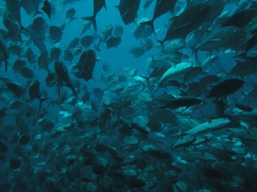 El futuro de la pesca de atún, pez espada y tiburón, a debate en Estambul