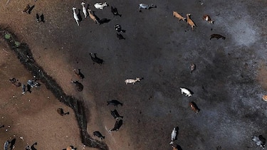 ‘El planeta en el que nosotros nacimos ya no existe’: el climatólogo que alerta de la epidemia de eventos extremos