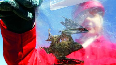 HONGO LETAL, DETECTADO EN LA COSTA OESTE