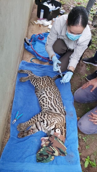 Ocelote ‘Miguelito’ muere atropellado en la vía Transístmica