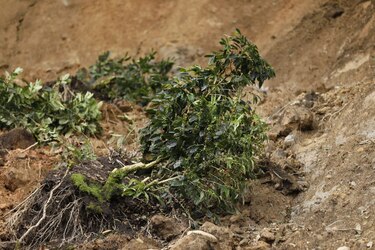 Recorren zonas agrícolas en Chiriquí para poder determinar la cuantía de los daños en cultivos