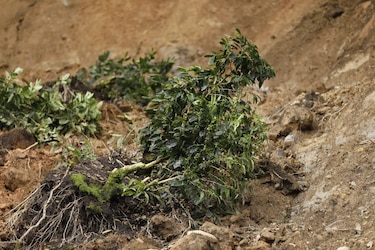 Recorren zonas agrícolas en Chiriquí para poder determinar la cuantía de los daños en cultivos