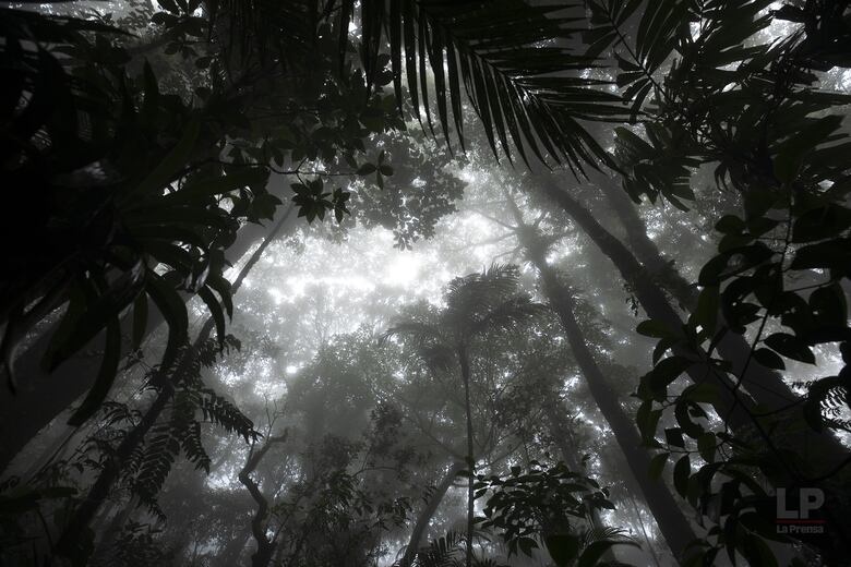 Cerro Chucantí, una joya ecológica entre las provincias de Darién y Panamá