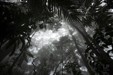 Cerro Chucantí, una joya ecológica entre las provincias de Darién y Panamá
