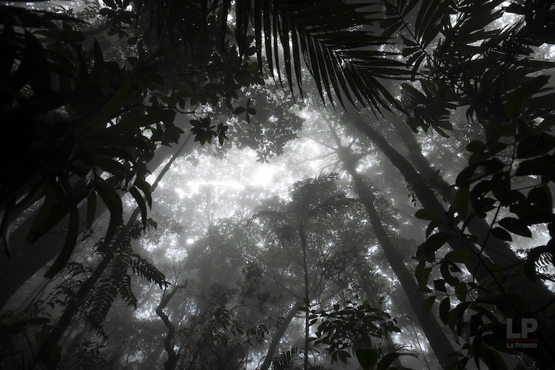 Cerro Chucantí, una joya ecológica entre las provincias de Darién y Panamá