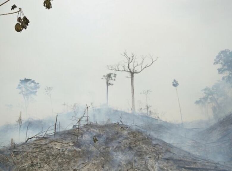 Las amenazas que sortea la selva del Darién