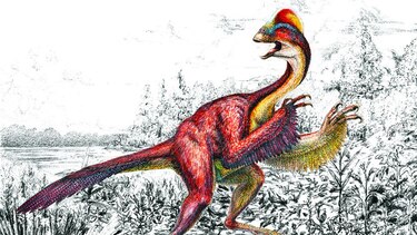 El ‘Top 10’ de nuevas especies