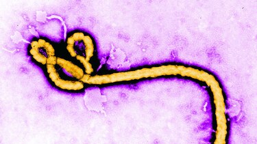 El persistente virus del ébola