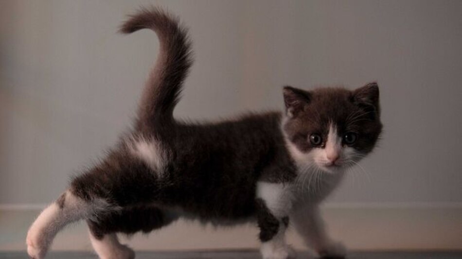 China clona su primer gato