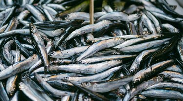 Declaran cierre de la temporada de pesca del arenque