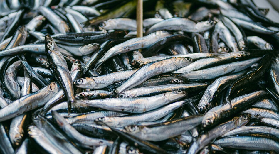 Declaran cierre de la temporada de pesca del arenque