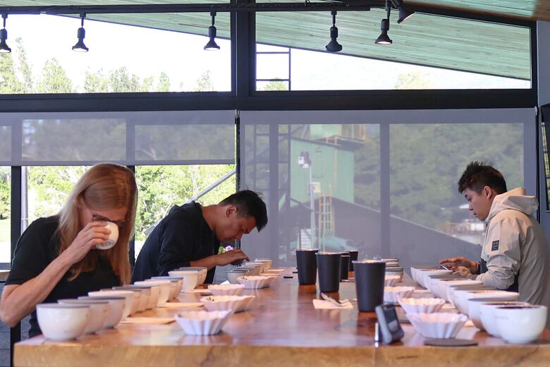 El café de lujo de Panamá escapa a las fluctuaciones de la bolsa, no al cambio climático