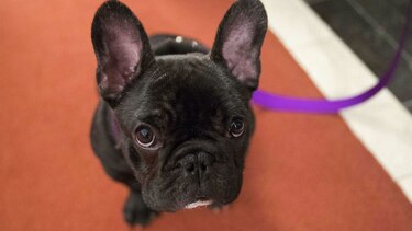 La popularidad del ‘bulldog’ francés en Estados Unidos