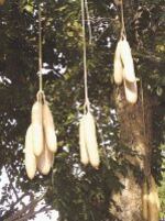 Sobre un libro y un árbol