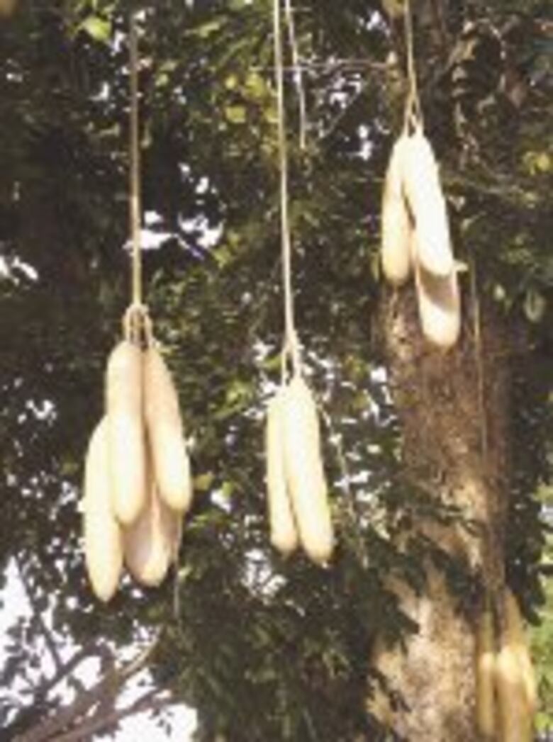 Sobre un libro y un árbol