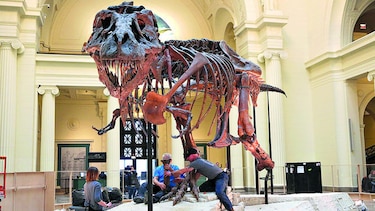 Se muda Sue, el tiranosaurio más grande
