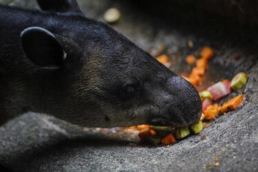 Nicaragua lucha para salvar tapires centroamericanos en peligro de extinción