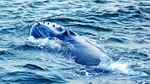 Santuario para ballenas, a debate