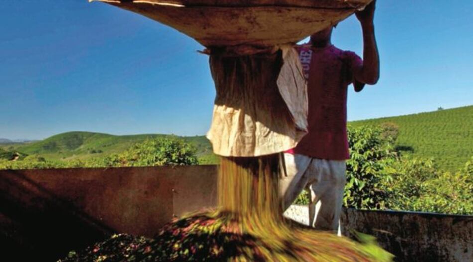 Pronostican récord mundial en cosecha de café