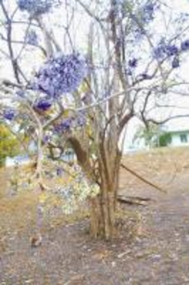 Belleza con raíces: Jacaranda