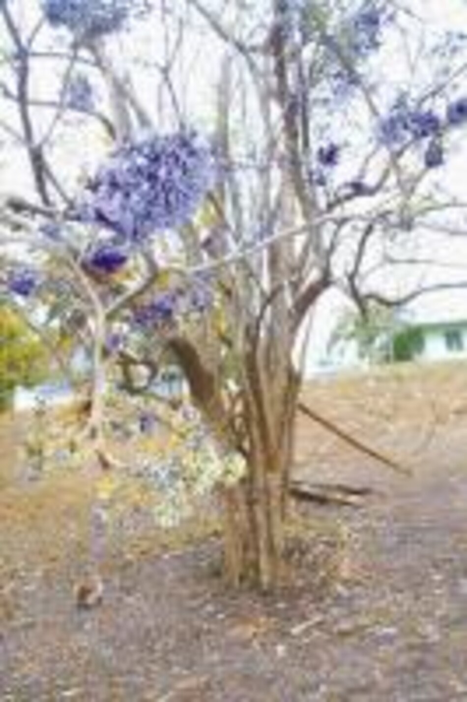 Belleza con raíces: Jacaranda