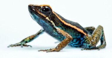 Descubren una nueva especie de rana venenosa en Perú