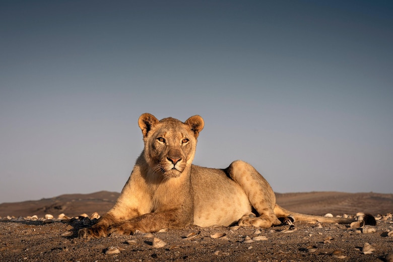 Las inéditas imágenes que muestran a los leones que abandonan el desierto para cazar en la playa