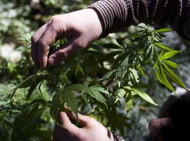 Cannabis y sustancias tipo anfetaminas son las drogas más usadas