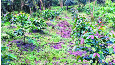 Innovan en negocio con café geisha