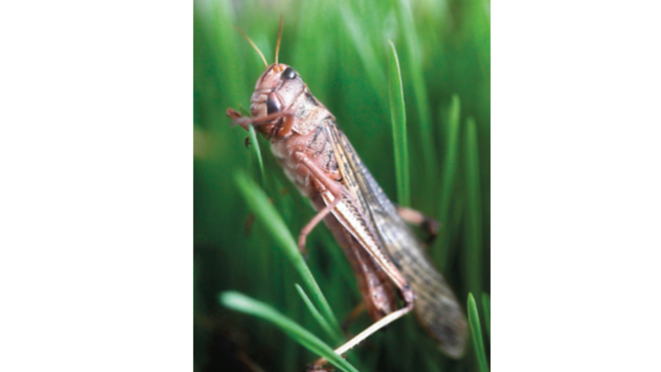 ¿Más proteína? Añada saltamontes en su dieta