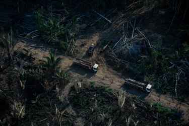Deforestación aumenta por presión de la agricultura